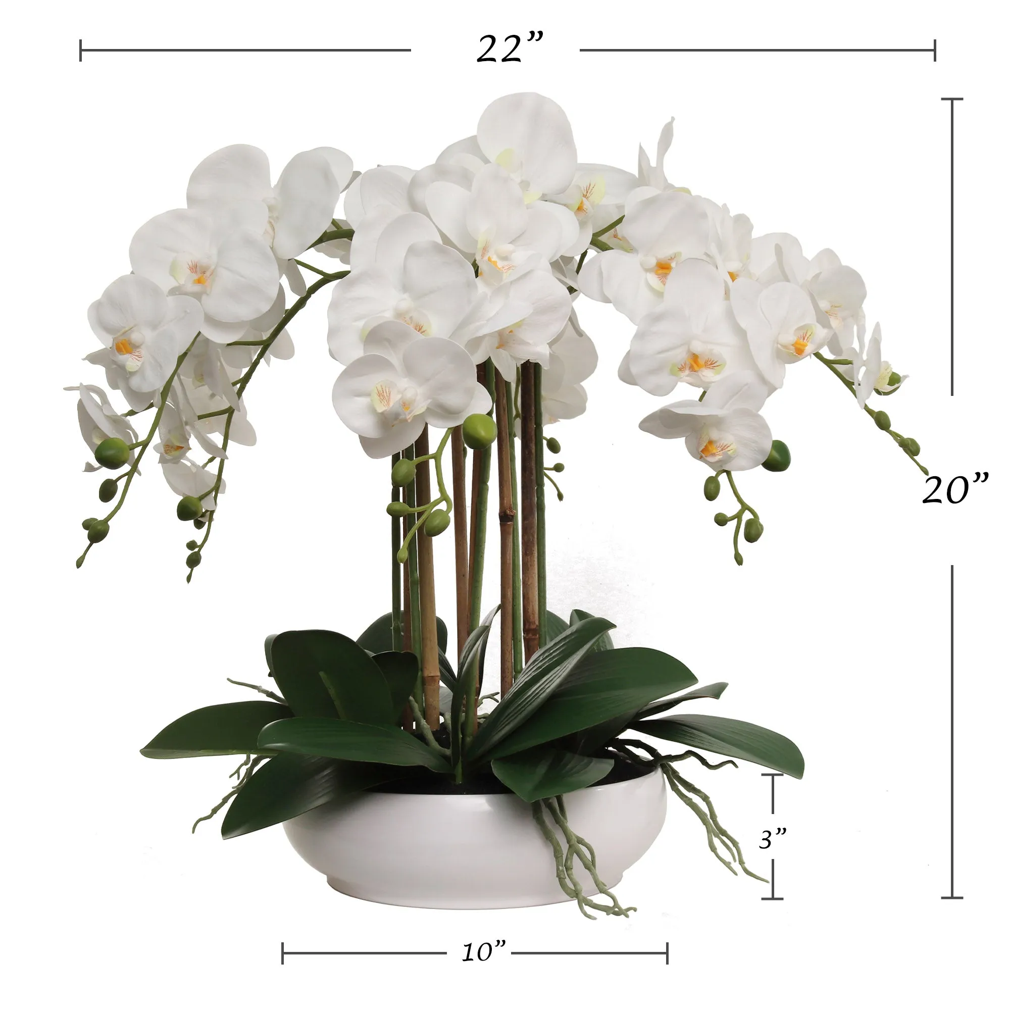 20" White Phalaenopsis Orchid Flowers in 10" Round White Pot