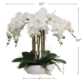 20" White Phalaenopsis Orchid Flowers in 10" Round White Pot