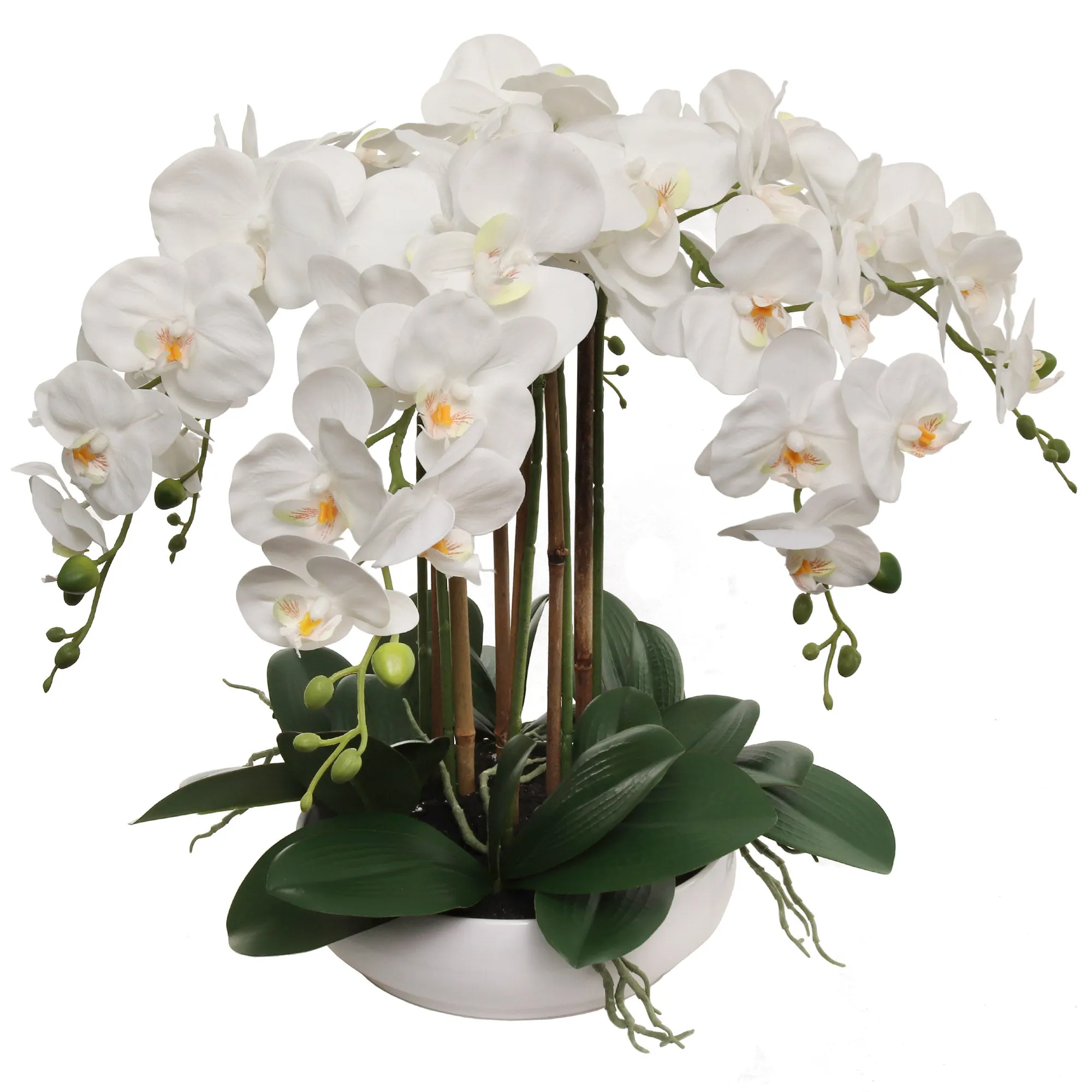 20" White Phalaenopsis Orchid Flowers in 10" Round White Pot