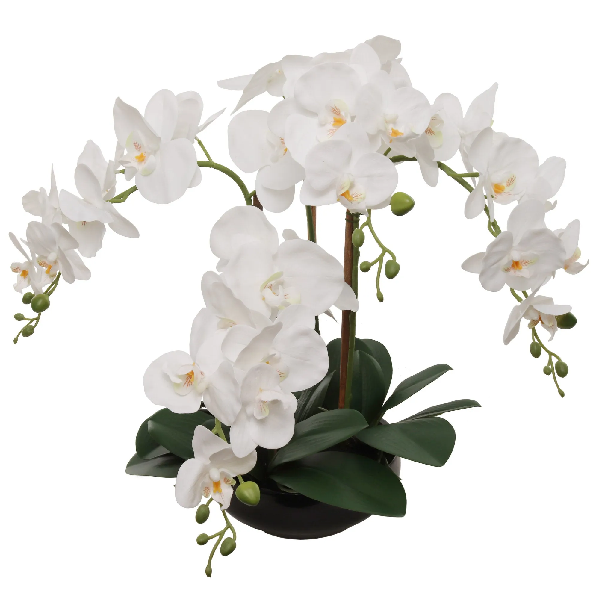 20" White Phalaenopsis Orchid Flowers in Round Black Pot