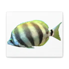 Striped Fish Stretched Canvas