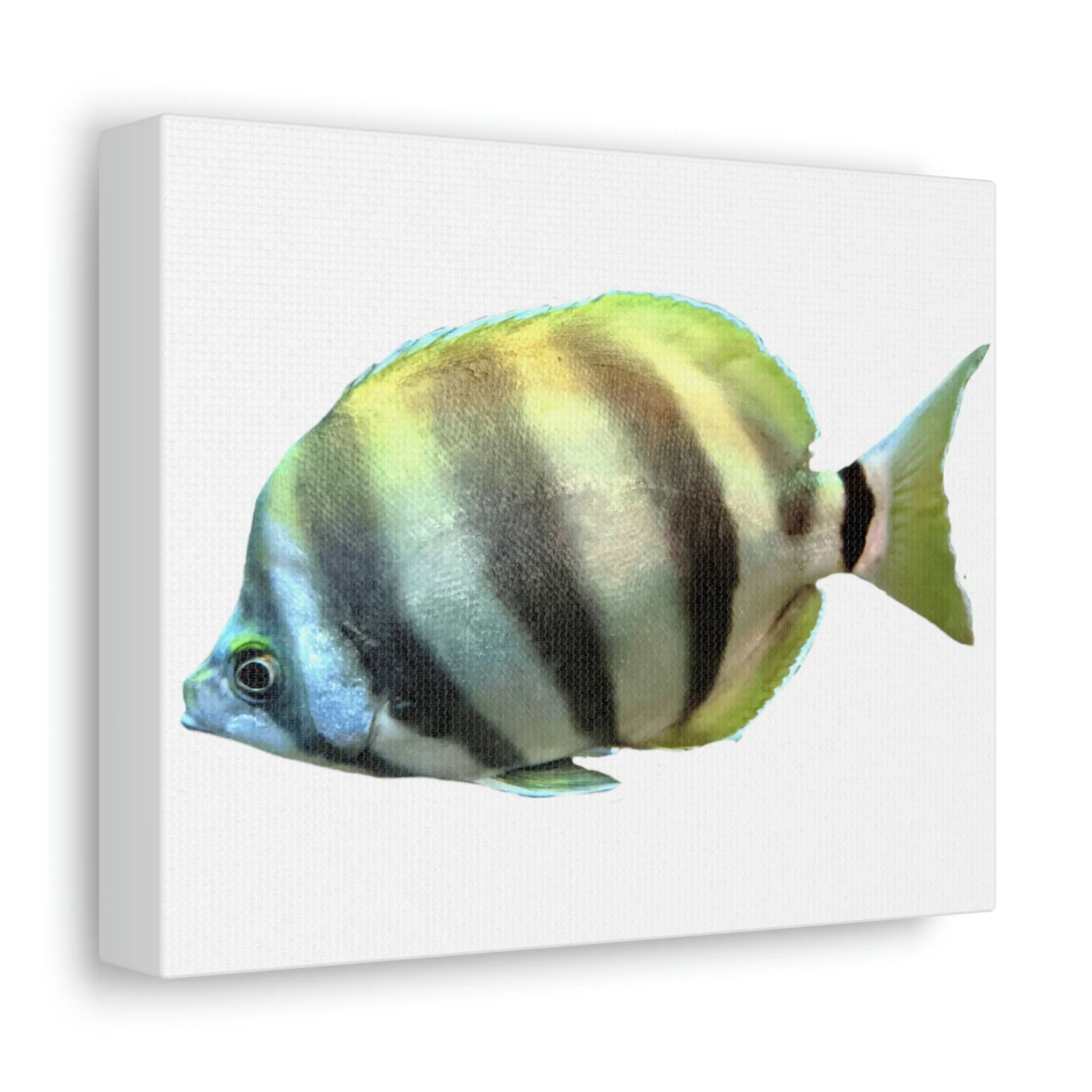 Striped Fish Stretched Canvas